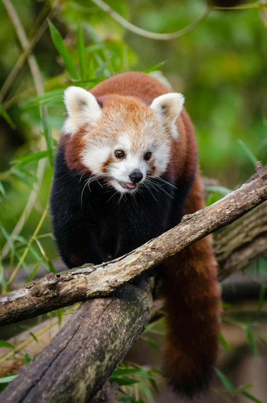 a brown and white furry animal walking on a tree nch