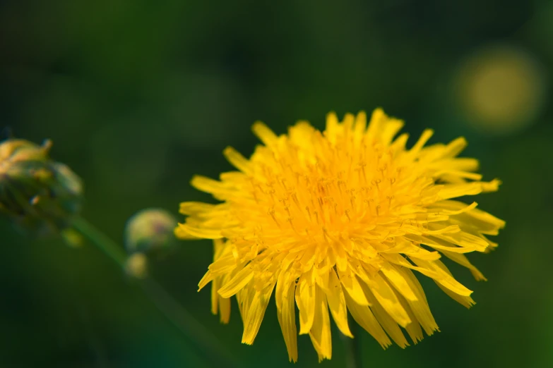 a yellow flower sitting in the middle of a field