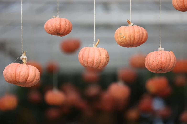 pumpkins hanging from strings for the centerpiece