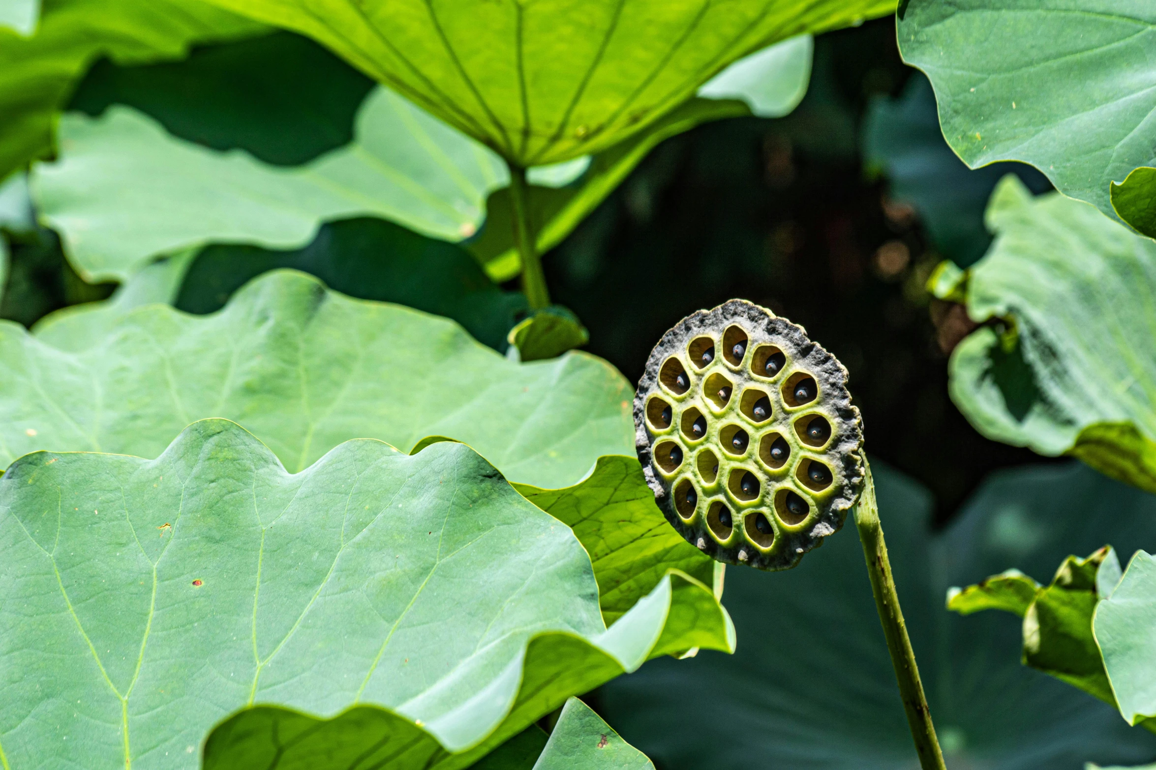 the very large flower is growing amongst the huge green leaves