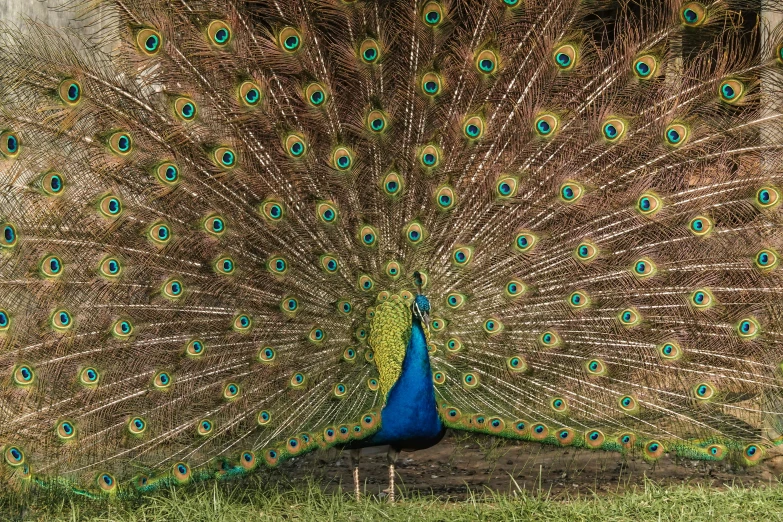 a large, beautiful blue bird is displaying its feathers