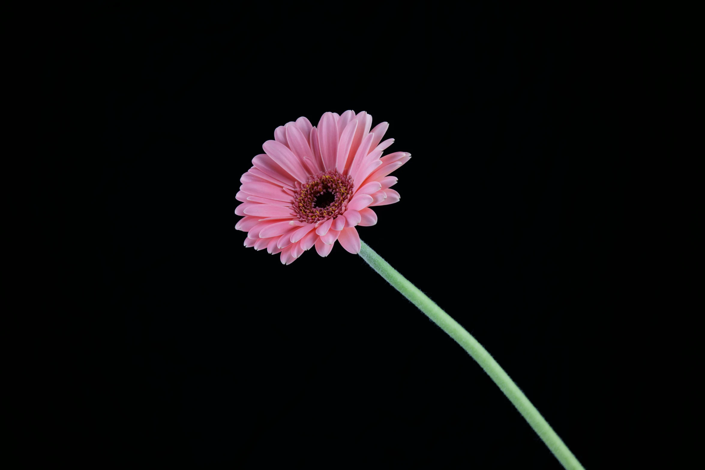 a pink flower on a stem in front of a black background