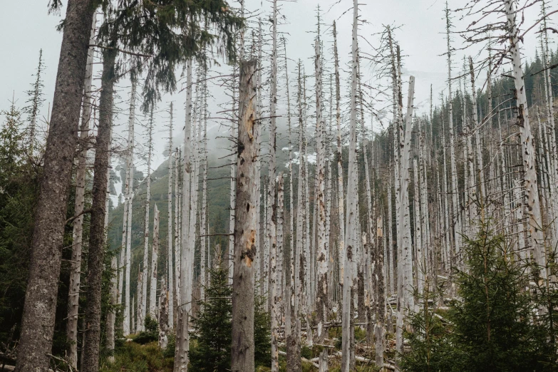 a forest of trees with white bark and green plants