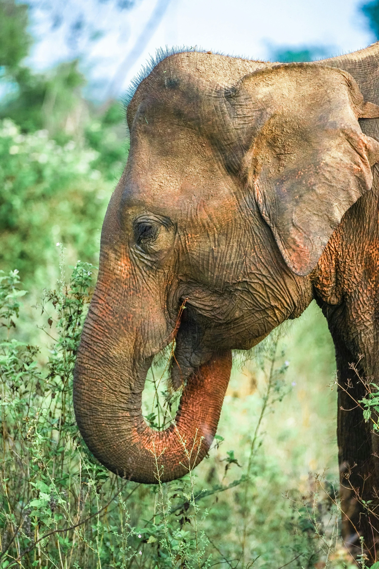 the elephant is walking through a field eating