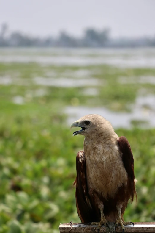 the bird sits on the ledge near the marsh