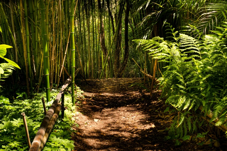 an image of a path that is surrounded by vegetation
