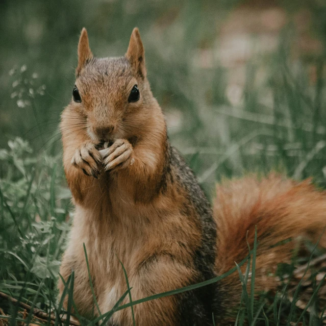 a squirrel is standing in the grass looking at soing