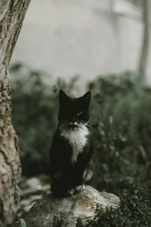 the black and white cat is sitting on the rock