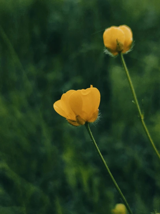 two orange flowers with the stems of flowers sticking out