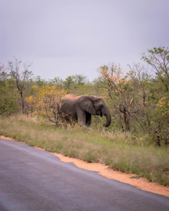 an elephant that is walking through a grass field