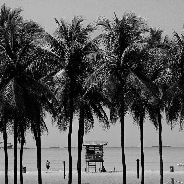 a view of a beach and a bench that is surrounded by trees