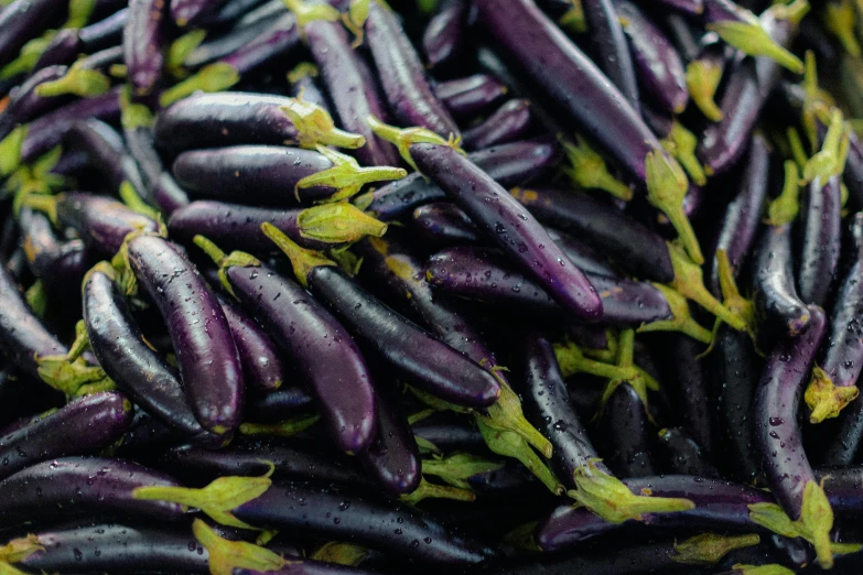 many purple eggplants covered in green sprouts