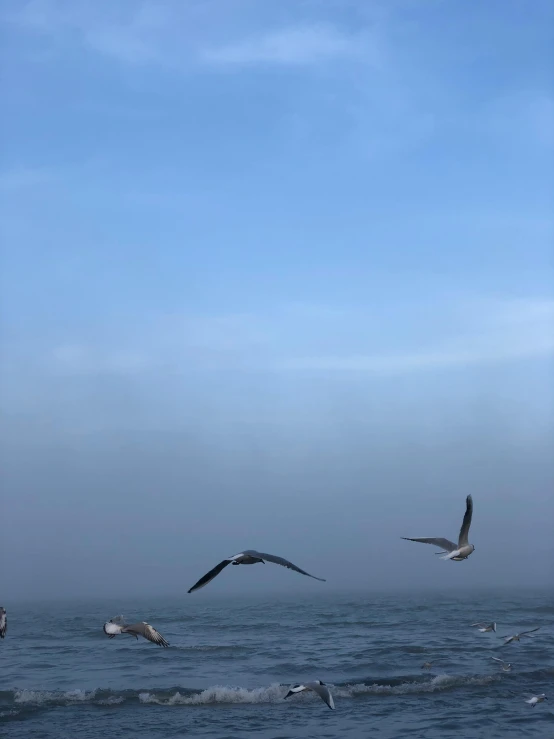 three seagulls flying over the ocean on a cloudy day