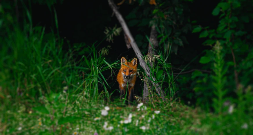 an orange fox in a thicket with a forest backdrop