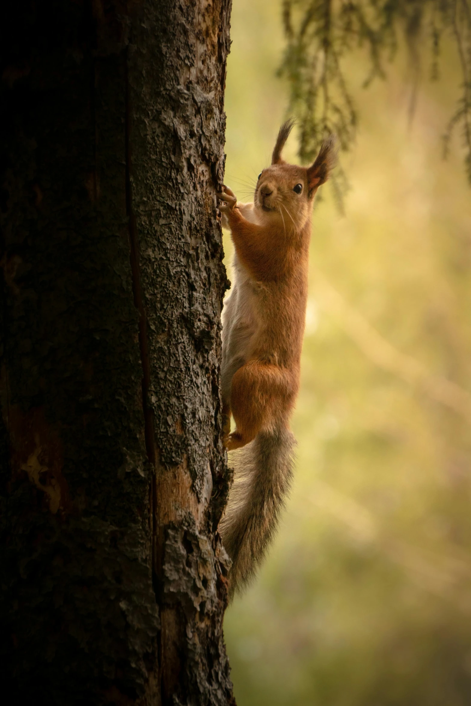 a squirrel climbing up the side of a tree trunk