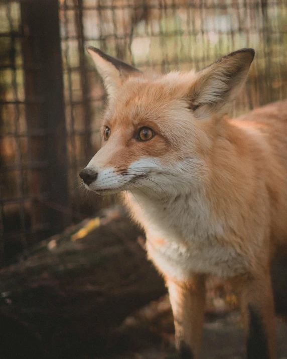 an image of a fox looking around outside