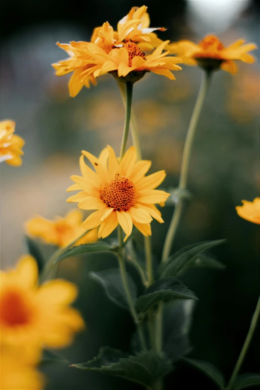 a closeup of some yellow flowers and blurry background