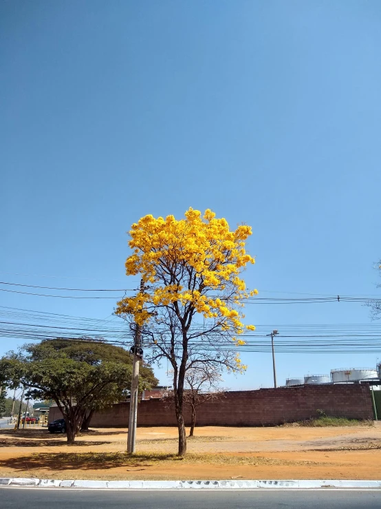 the tree with yellow leaves is in the middle of the road