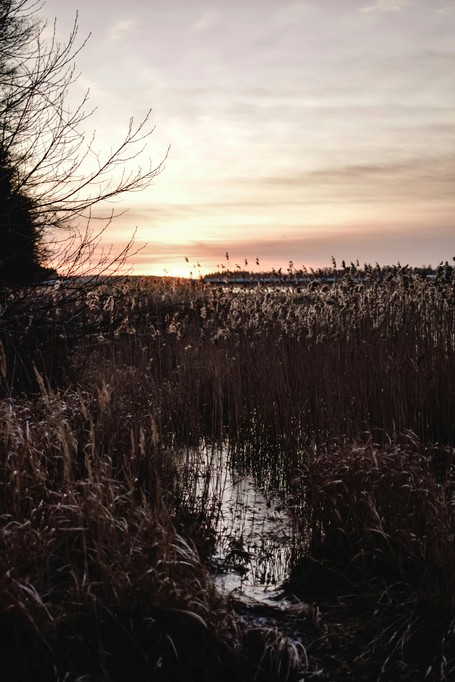 the view out of the field at the dawn