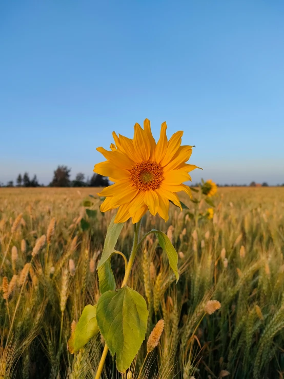 sunflower in middle of long field of grass