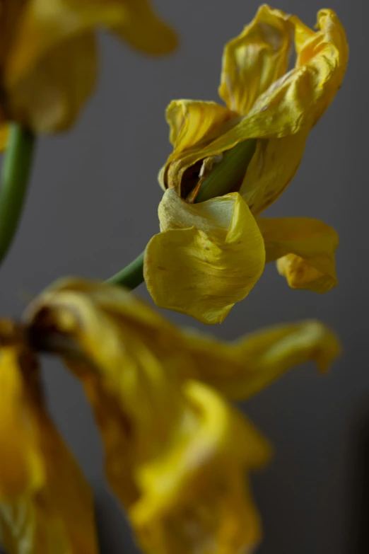 closeup view of a yellow flower on a stem