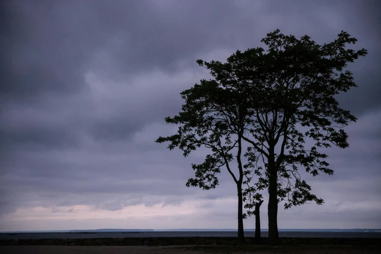 the lone tree stands alone beneath a stormy sky