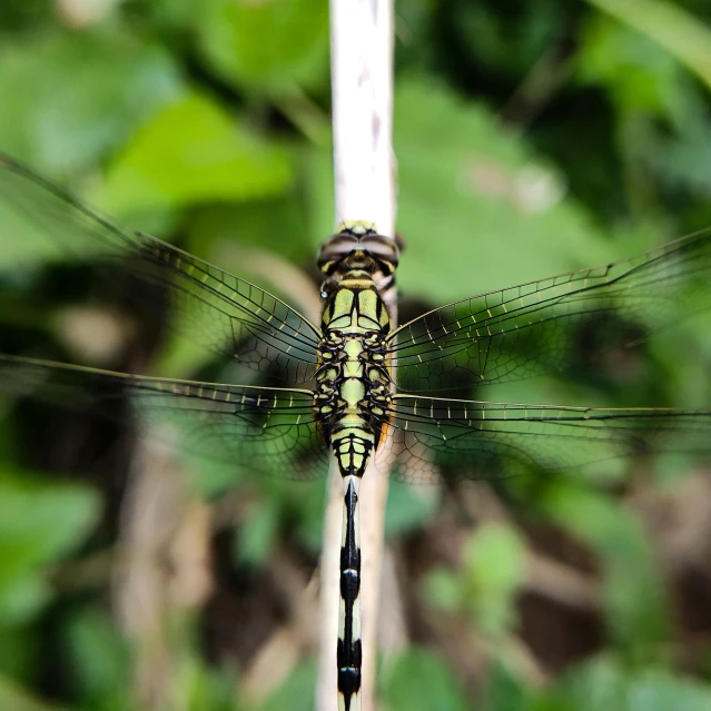 the insect is perched on the tall blade of the plant