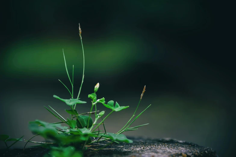 a plant is growing from a piece of rock