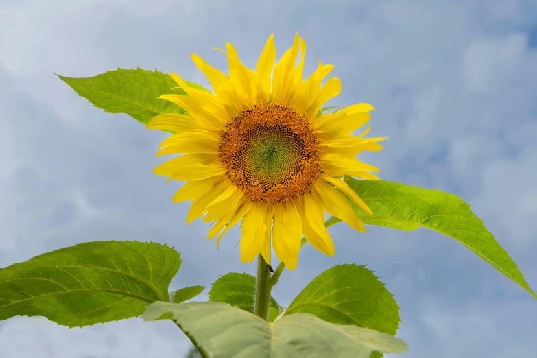 a sunflower with a bright yellow center with some green leaves around it