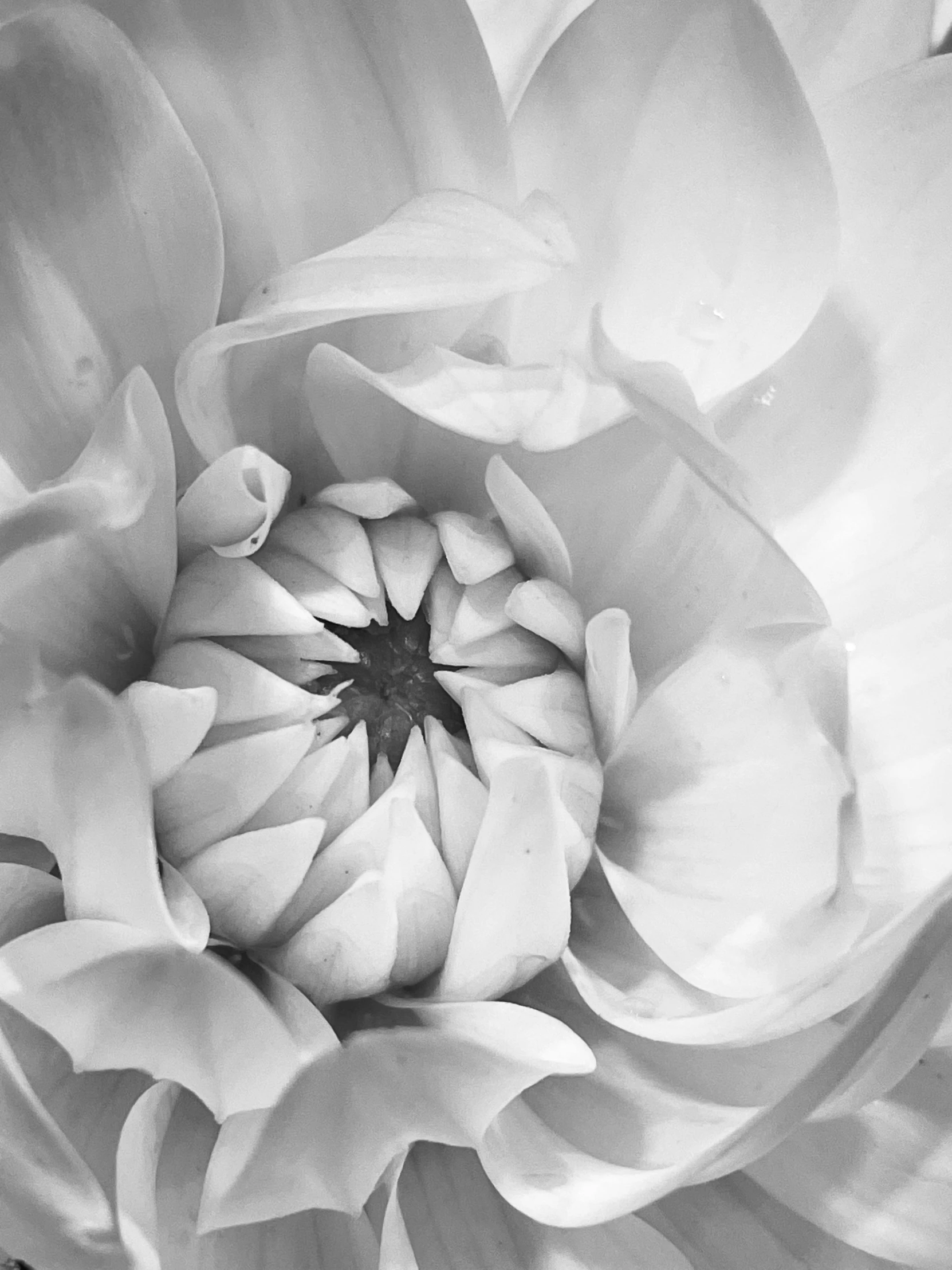 a flower has many petals and is black and white