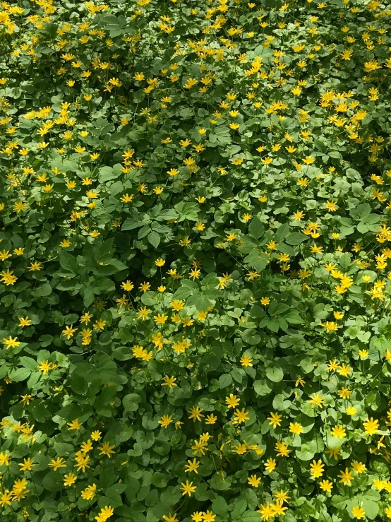 some yellow flowers that are on some grass