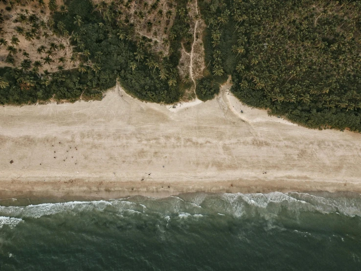 aerial view of beach with water and trees