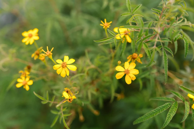 the plant with many small yellow flowers in it