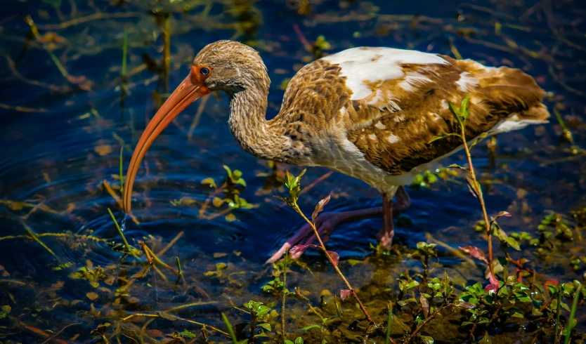 a brown and white bird walking in the water