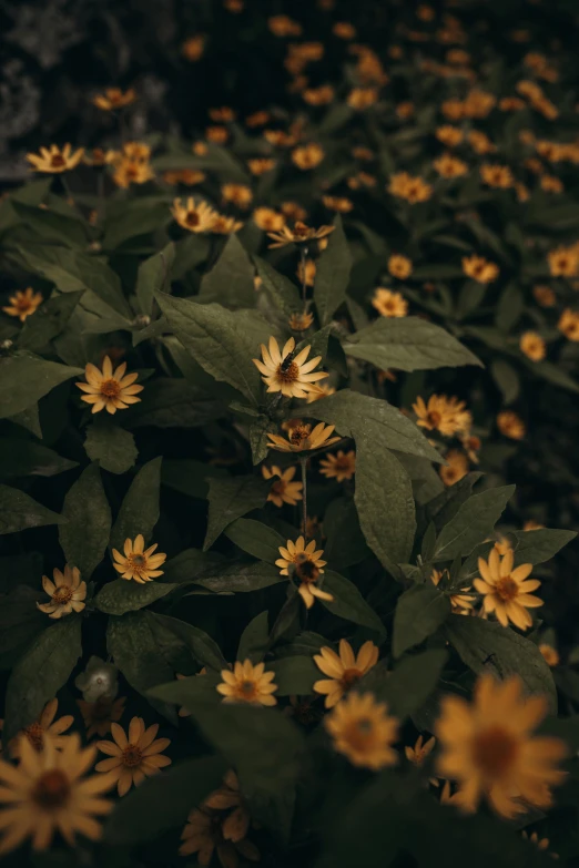 a bunch of yellow flowers that are by some plants