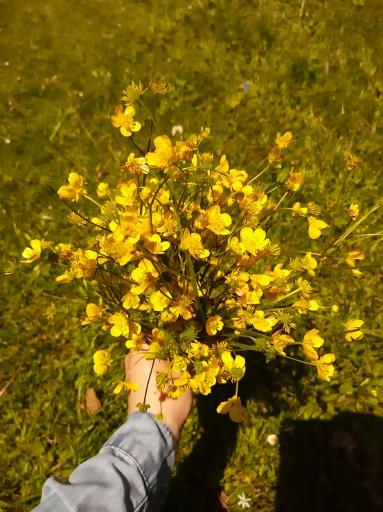 the sun is low to the ground on a field of grass with many yellow flowers