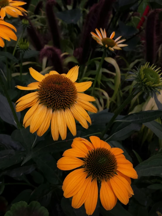 sunflowers are pictured together on a bed of flowers