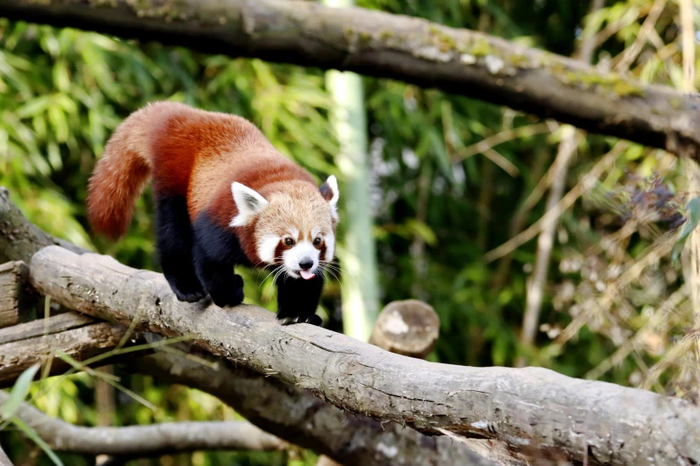 the animal is walking on a large log