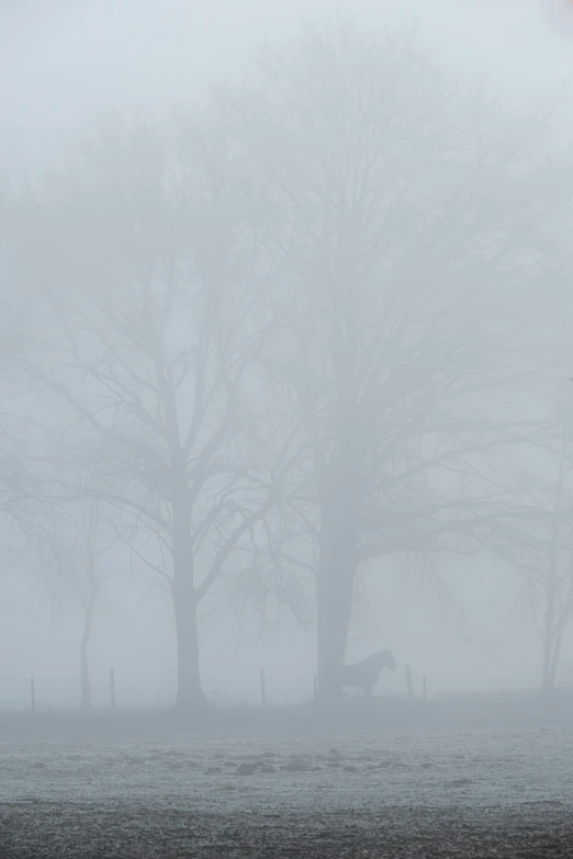 a horse is in the fog with some trees