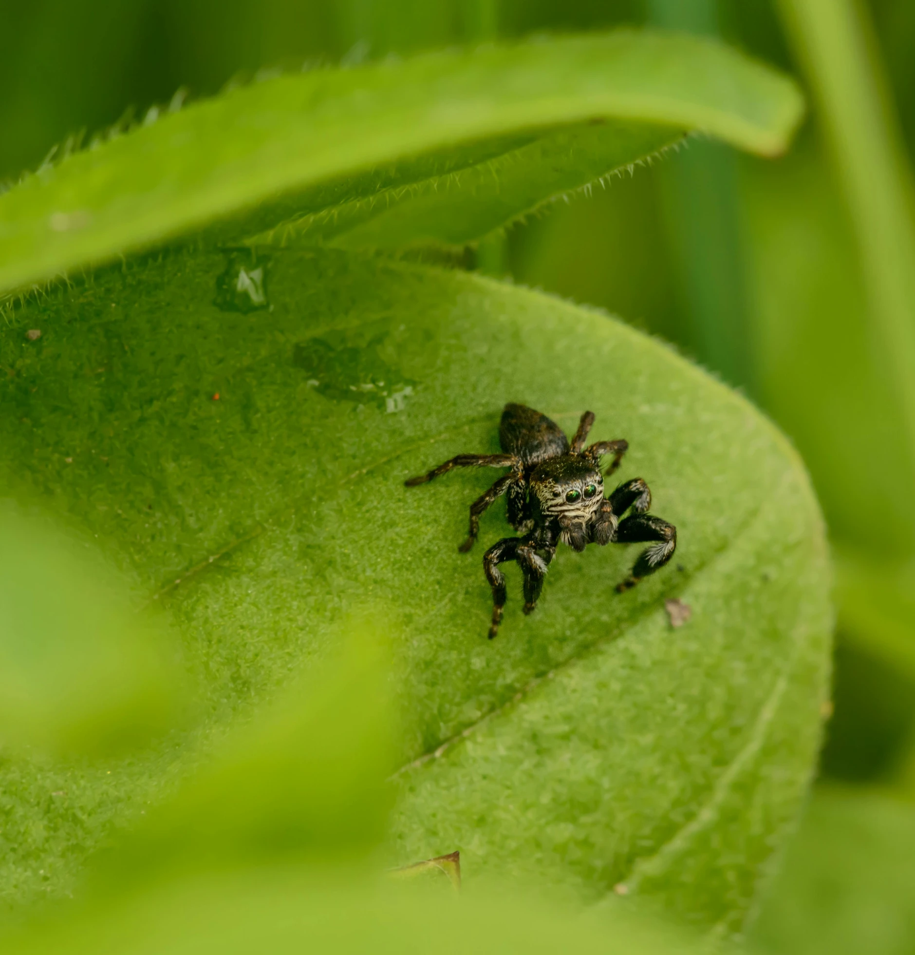 a black and brown spider on top of a green leaf