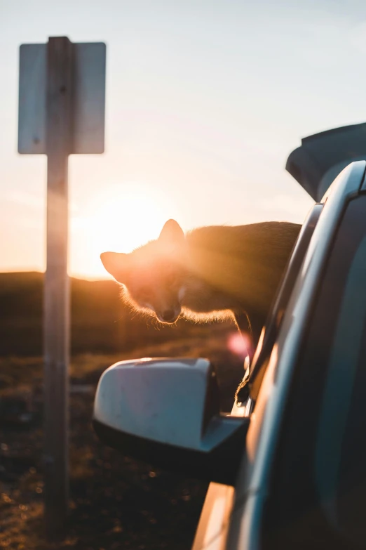 a dog poking its head out the window of a car