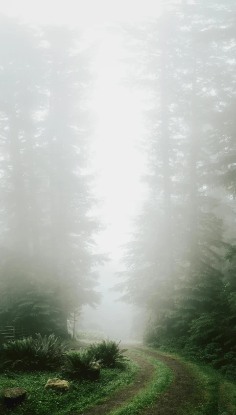 there is a trail and trees in the fog