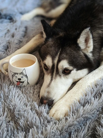 the husky dog is laying next to a mug