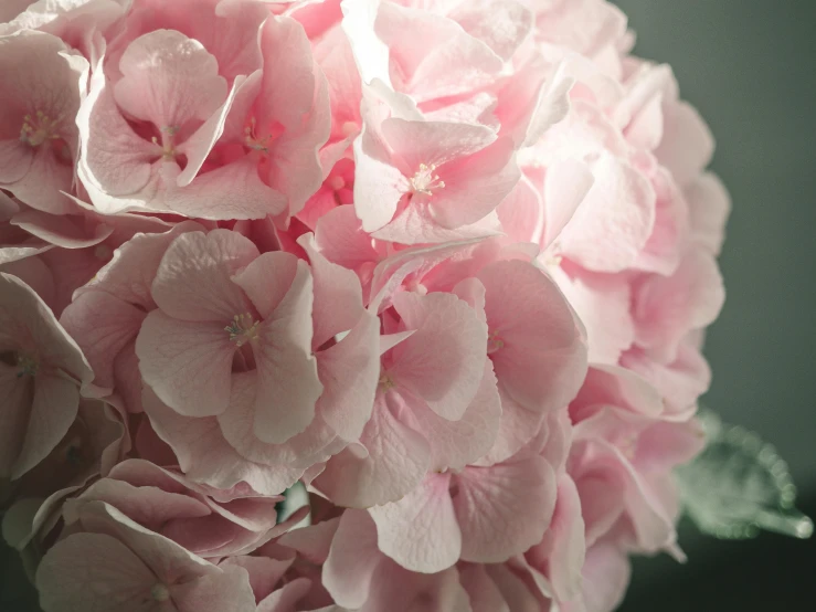 large pink flowers sitting in a clear vase