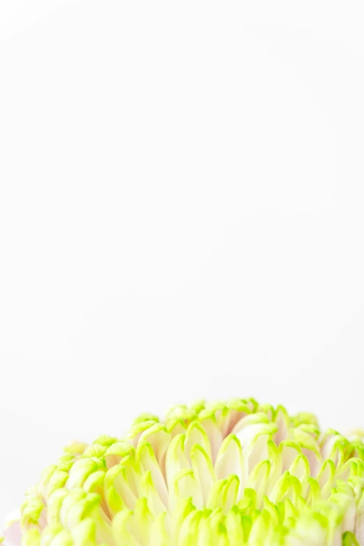 closeup of an open flower head against a white background