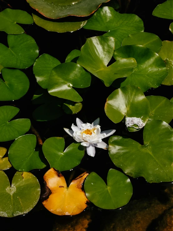 lily flowers and green leaves floating in a pond