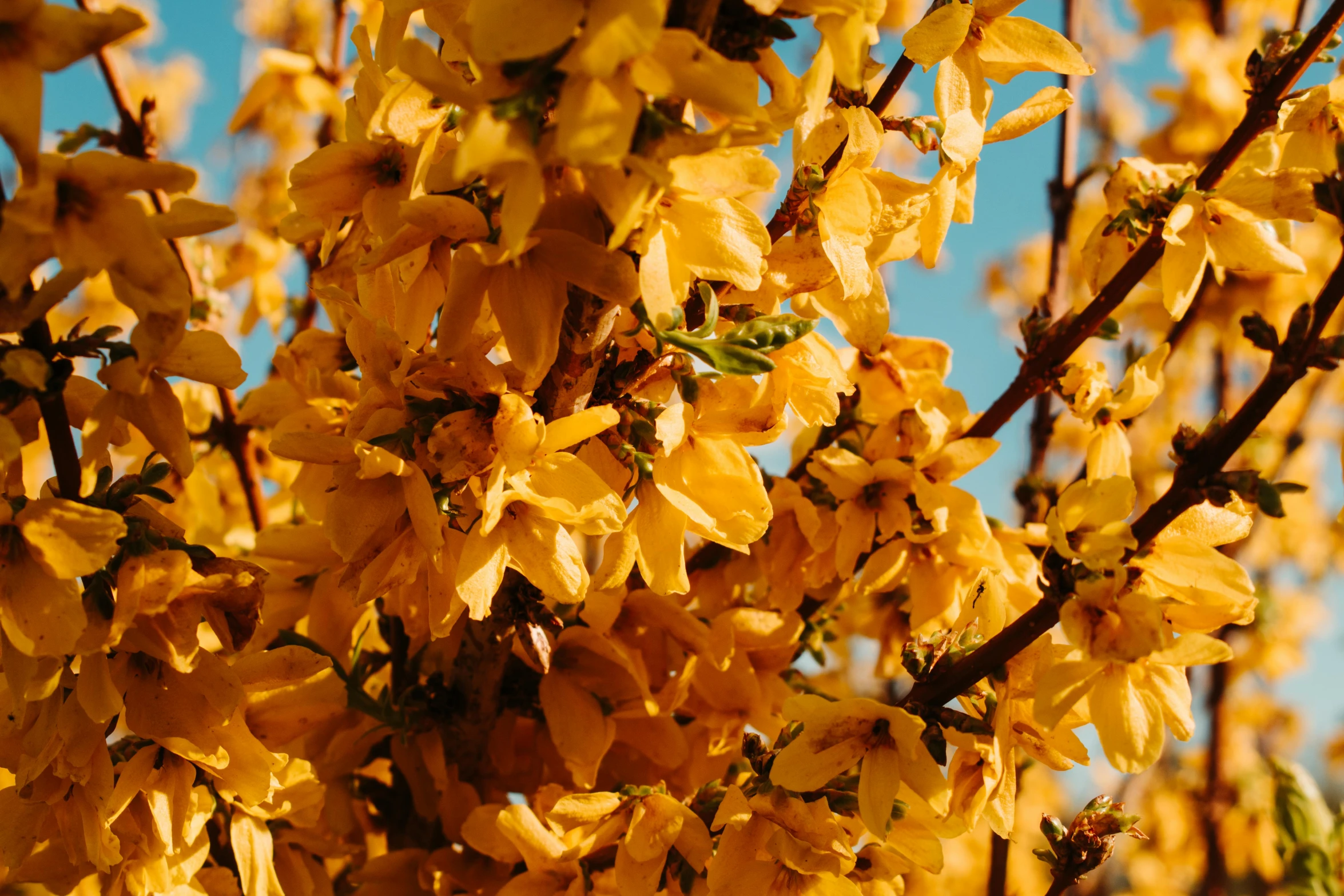 a close up picture of a tree with yellow leaves