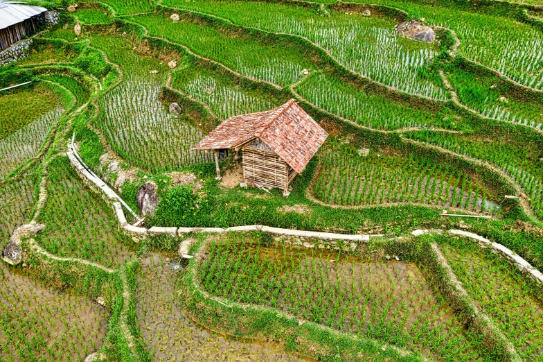 an overhead view of a house in rice fields