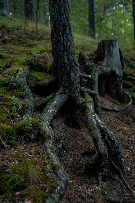 trees roots and tree stumps in a forest