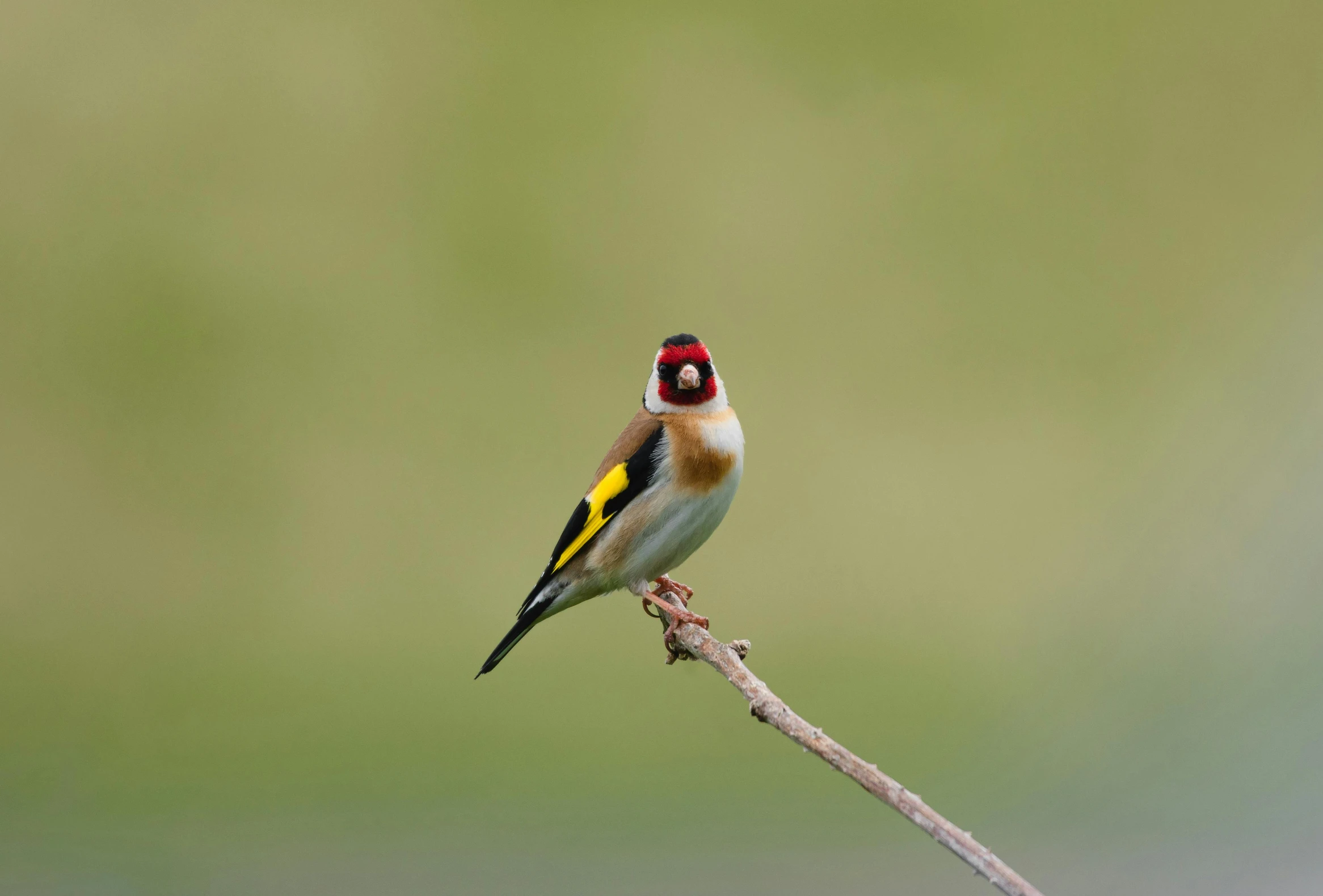 a yellow, brown and orange bird sitting on a stick